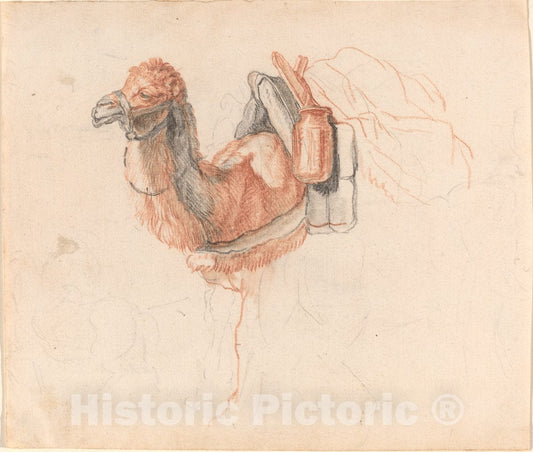 Art Print : Johann Rudolph Schellenberg, Camel, 1770s - Vintage Wall Art
