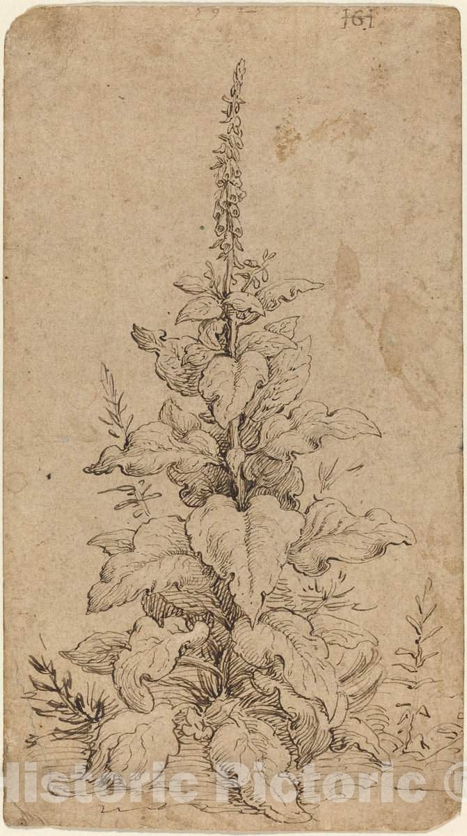 Art Print : Hendrik Goltzius, A Foxglove in Bloom, 1592 - Vintage Wall Art