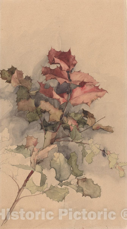 Art Print : Karel Vitezslav Masek, Study of The Shrub, 1900 - Vintage Wall Art