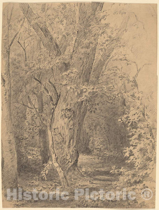 Art Print : Walter Shirlaw, Tree and Foliage, c. 1873 - Vintage Wall Art