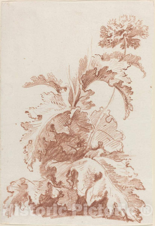 Art Print : Baptiste HÃ¼et, Poppy in Bloom, mid 1760s - Vintage Wall Art