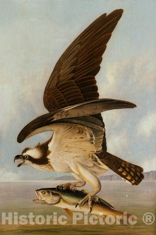 Art Print : John James Audubon, Osprey and Weakfish, 1829 - Vintage Wall Art