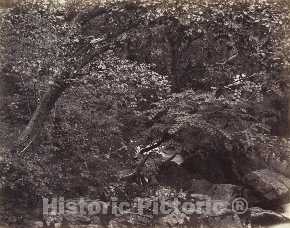 Art Print : Francis Bedford, Glen at Lynmouth, 1860s - Vintage Wall Art