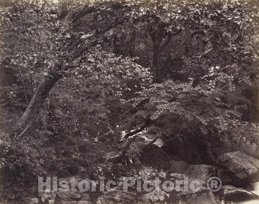 Art Print : Francis Bedford, Glen at Lynmouth, 1860s - Vintage Wall Art