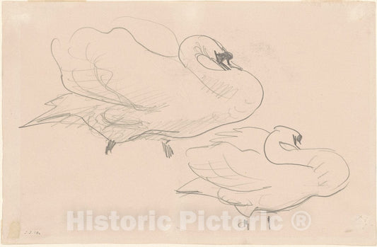 Art Print : John Singer Sargent, Studies of a Swan, 1880-1900 - Vintage Wall Art