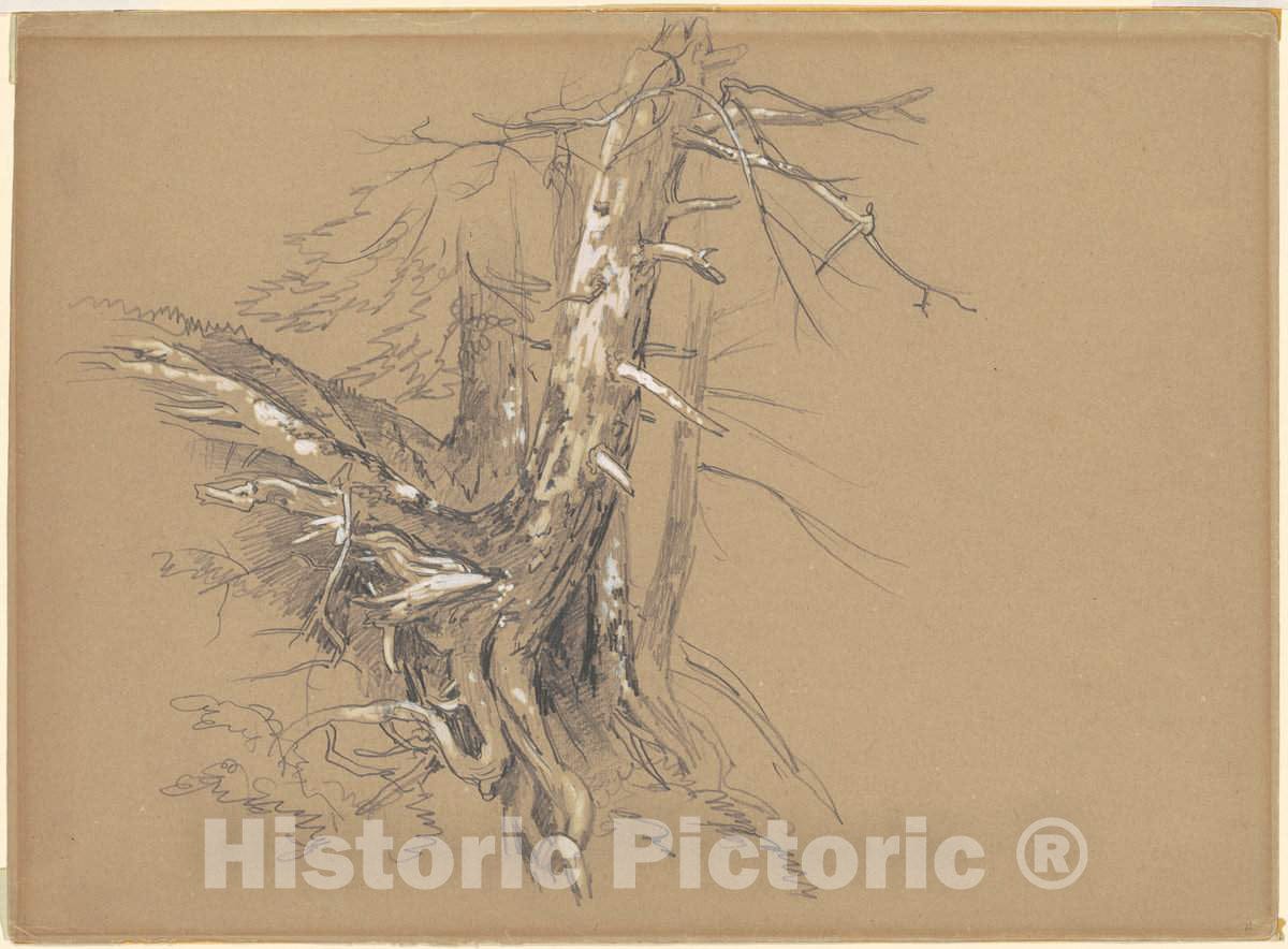 Art Print : David Johnson, Tree Trunks, c. 1860s - Vintage Wall Art