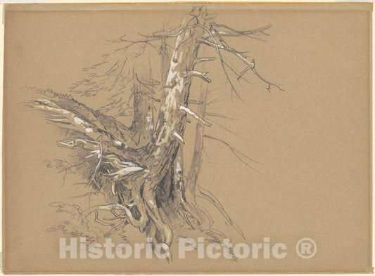 Art Print : David Johnson, Tree Trunks, c. 1860s - Vintage Wall Art