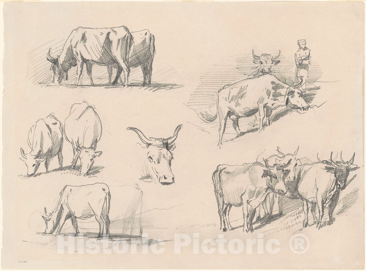 Art Print : John Singer Sargent, Studies of Cattle, c. 1872 - Vintage Wall Art