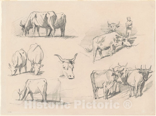 Art Print : John Singer Sargent, Studies of Cattle, c. 1872 - Vintage Wall Art