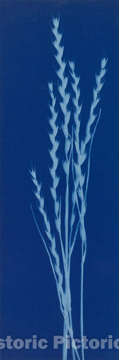 Art Print : Bertha Evelyn Jacques, Darnel, 1909 - Vintage Wall Art