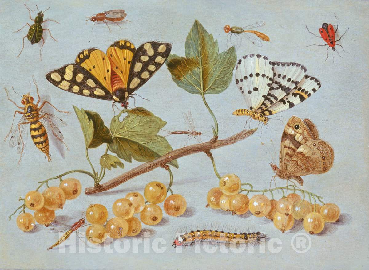 Art Print : Jan Van Kessel, Study of Butterfly and Insects, c. 1655 - Vintage Wall Art