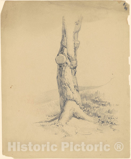 Art Print : Clonney, Old Tree Trunk, c. 1839 - Vintage Wall Art