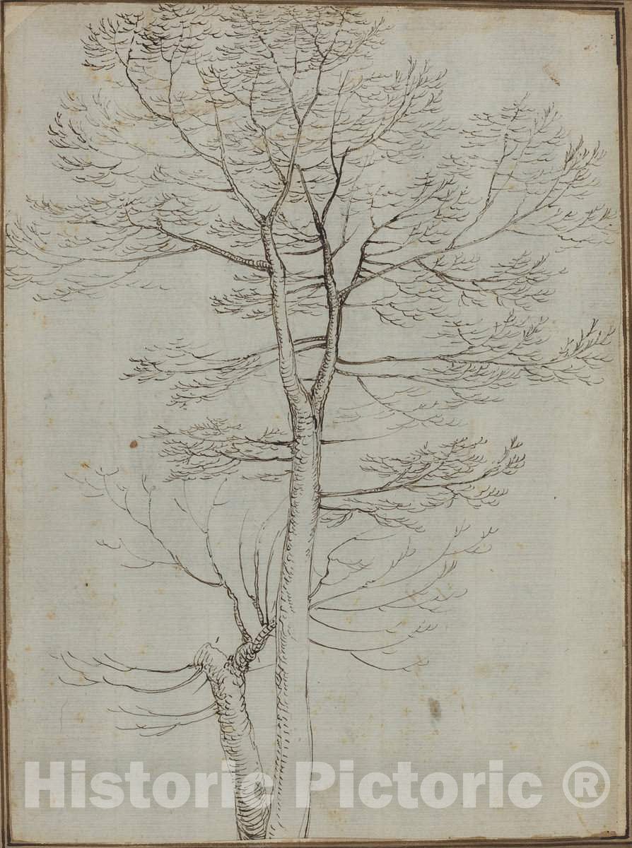 Art Print : Fra Bartolommeo, Bare Tree [Verso] - Vintage Wall Art