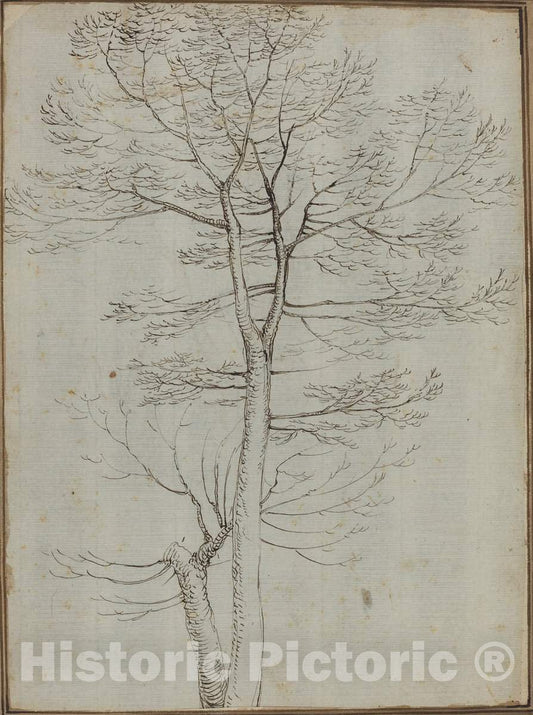 Art Print : Fra Bartolommeo, Bare Tree [Verso] - Vintage Wall Art