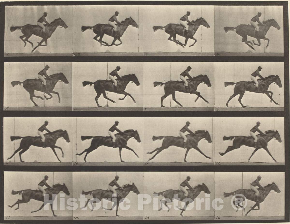 Art Print : Eadweard Muybridge, Animal Locomotion, Plate 626, 1887 - Vintage Wall Art