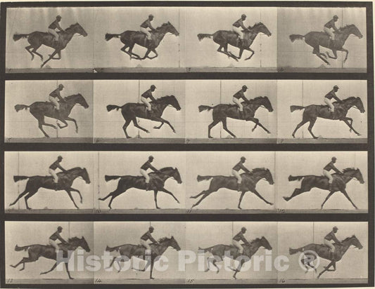 Art Print : Eadweard Muybridge, Animal Locomotion, Plate 626, 1887 - Vintage Wall Art
