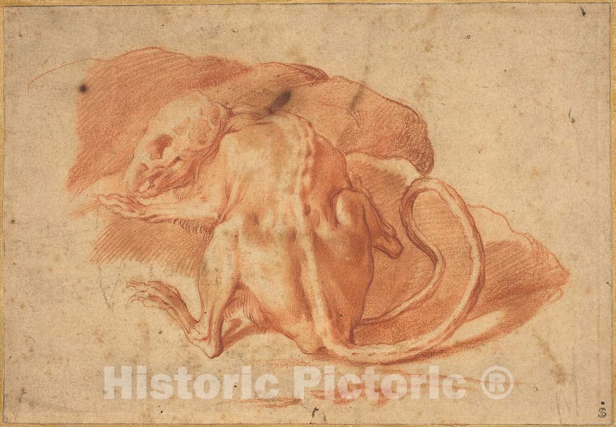 Art Print : Parmigianino, A Skinned Rat - Vintage Wall Art