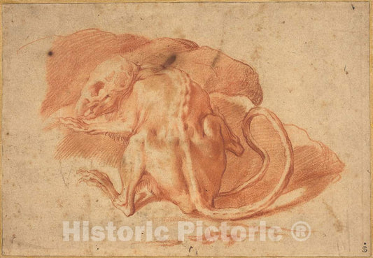 Art Print : Parmigianino, A Skinned Rat - Vintage Wall Art