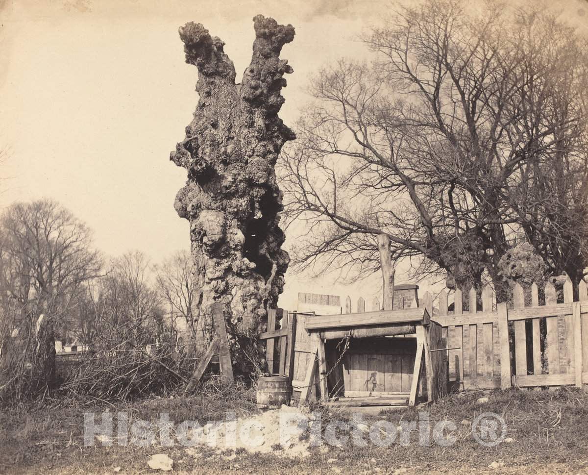 Art Print : Old Tree Near Chatham, 1850s - Vintage Wall Art