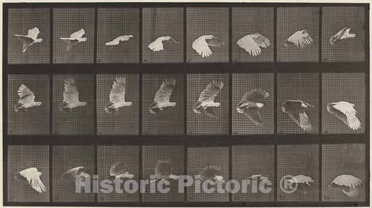Art Print : Eadweard Muybridge, Animal Locomotion, Plate 758, 1887 - Vintage Wall Art