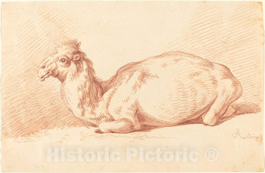 Art Print : Johann Elias Ridinger, A Dromedary, 1750s - Vintage Wall Art