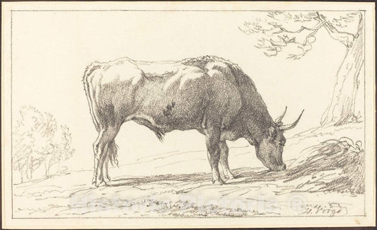 Art Print : Hendrik Voogd, A Young Bull Grazing - Vintage Wall Art