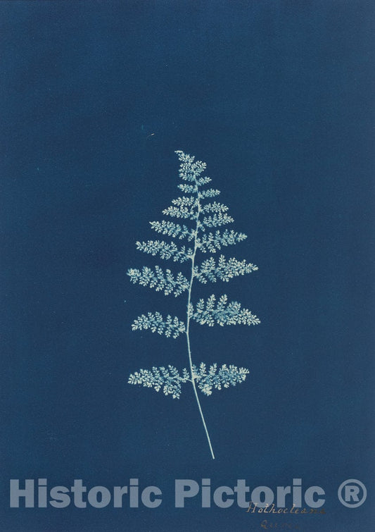 Art Print : Hothocleana, c. 1850s - Vintage Wall Art