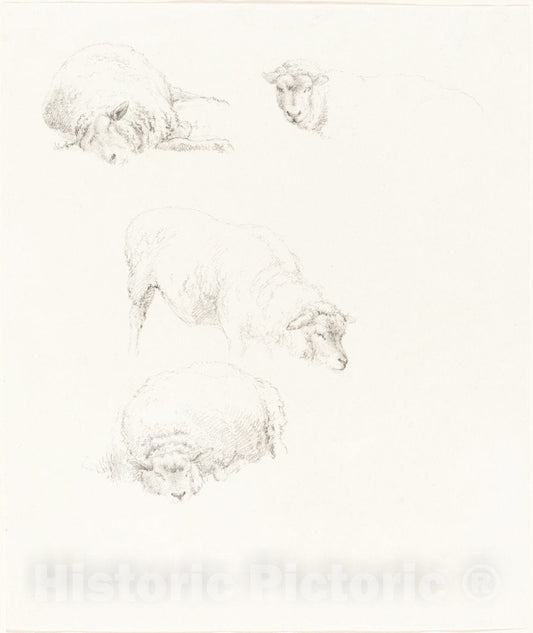 Art Print : Robert Hills, Studies of Sheep - Vintage Wall Art