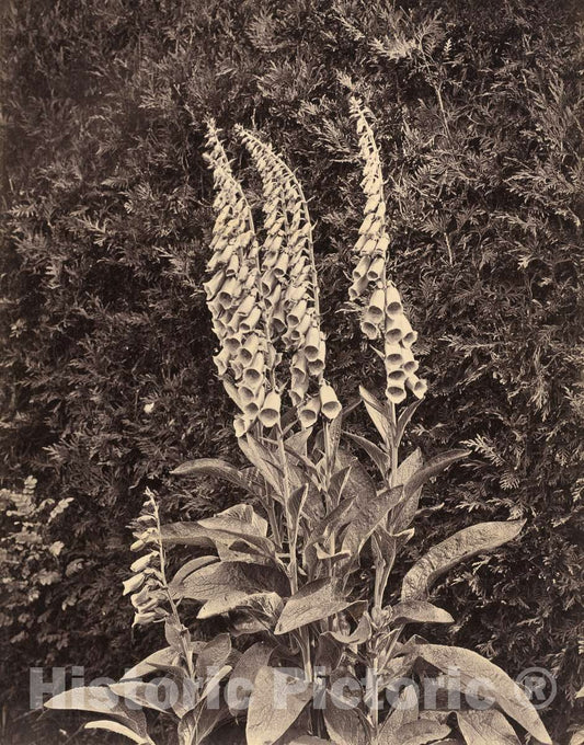 Art Print : Frank Mason Good, Foxgloves, c. 1860s - Vintage Wall Art