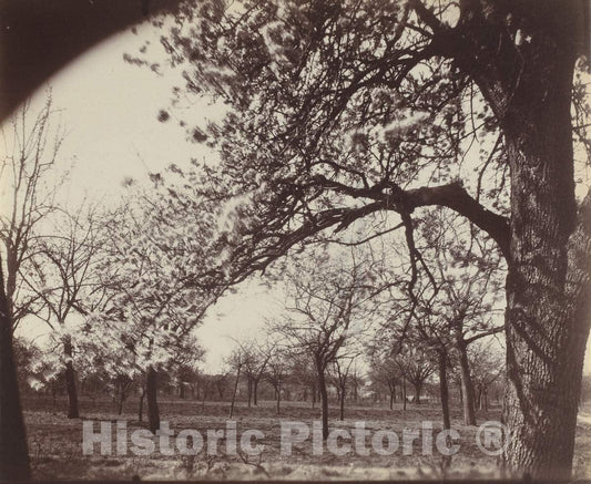 Art Print : EugÃ¨ne Atget, Poirier, 1921 - Vintage Wall Art