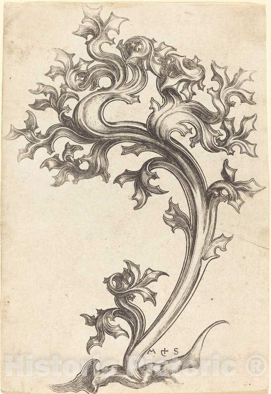 Art Print : Martin Schongauer, Thistle Ornament - Vintage Wall Art