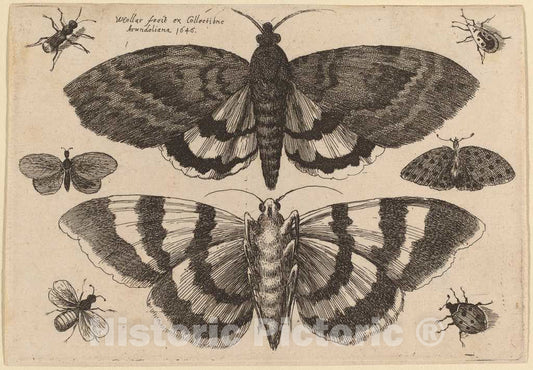 Art Print : Wenceslaus Hollar, Two Moths and Six Insects, 1646 - Vintage Wall Art