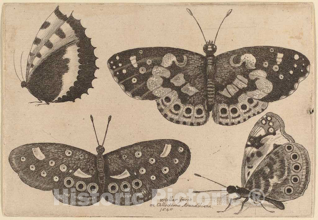 Art Print : Wenceslaus Hollar, Four Butterflies, 1646 - Vintage Wall Art