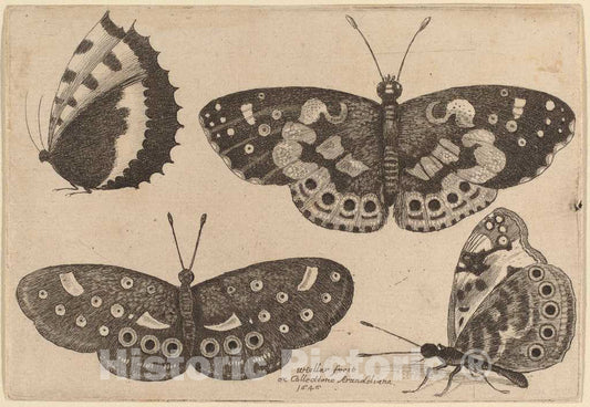 Art Print : Wenceslaus Hollar, Four Butterflies, 1646 - Vintage Wall Art