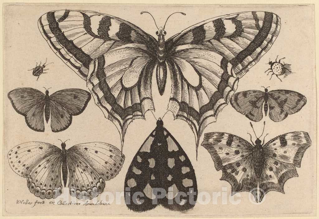 Art Print : Wenceslaus Hollar, Five Butterflies, a Moth, and Two Beetles, 1646 - Vintage Wall Art