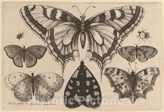 Art Print : Wenceslaus Hollar, Five Butterflies, a Moth, and Two Beetles, 1646 - Vintage Wall Art