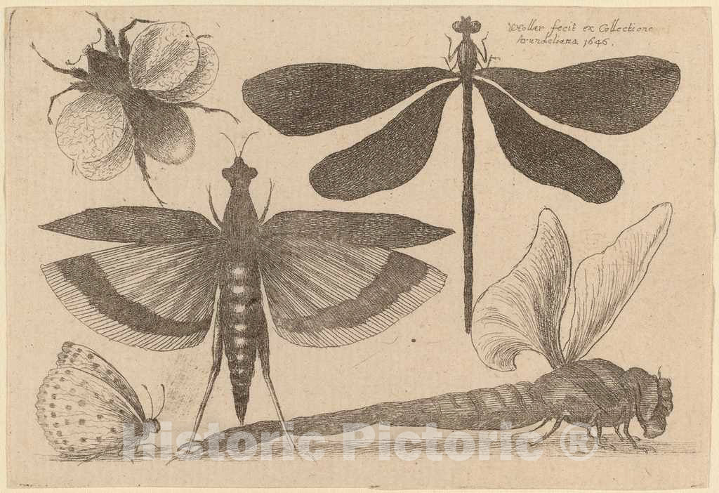 Art Print : Wenceslaus Hollar, Dragonflies and a Bumble Bee, 1646 - Vintage Wall Art