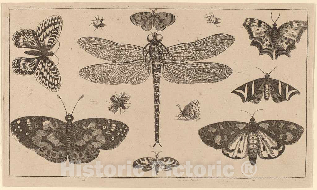 Art Print : Wenceslaus Hollar, Dragonfly, Ladybirds, and Butterflies - Vintage Wall Art