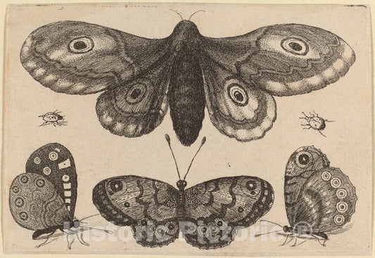Art Print : Wenceslaus Hollar, Moth, Three Butterflies, and Two Beetles, 1646 - Vintage Wall Art