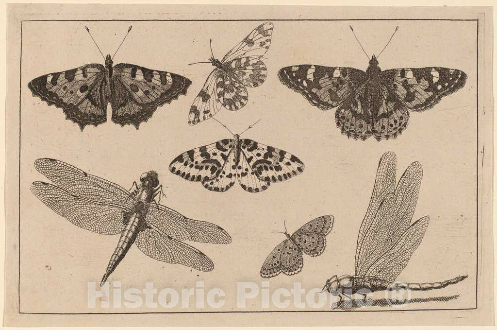 Art Print : Wenceslaus Hollar, Two Dragonflies and Five Butterflies - Vintage Wall Art