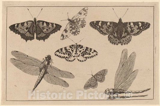 Art Print : Wenceslaus Hollar, Two Dragonflies and Five Butterflies - Vintage Wall Art