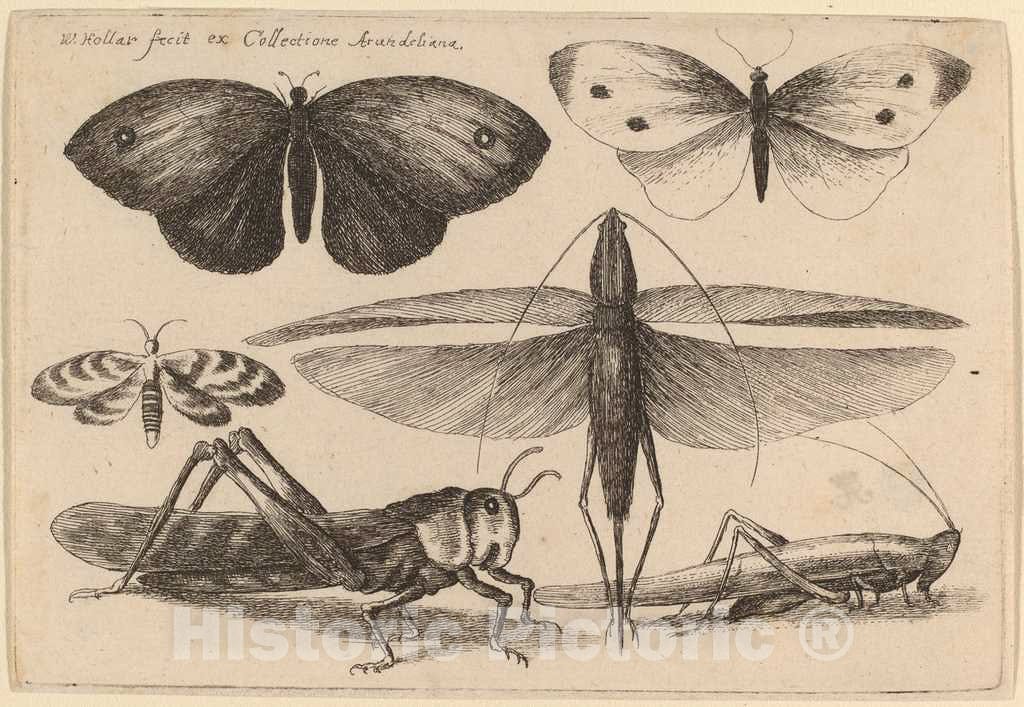 Art Print : Wenceslaus Hollar, Six Insects, 1646 - Vintage Wall Art