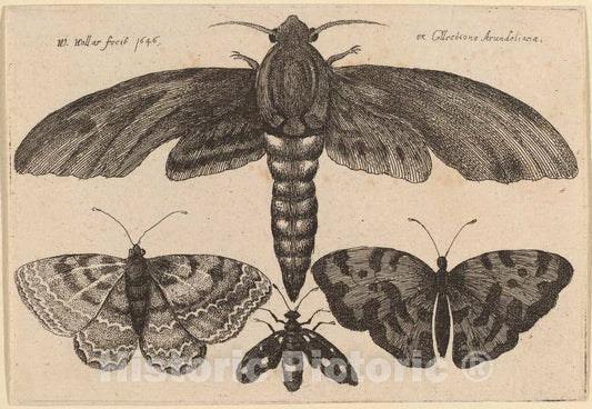 Art Print : Wenceslaus Hollar, Moth and Three Butterflies, 1646 - Vintage Wall Art