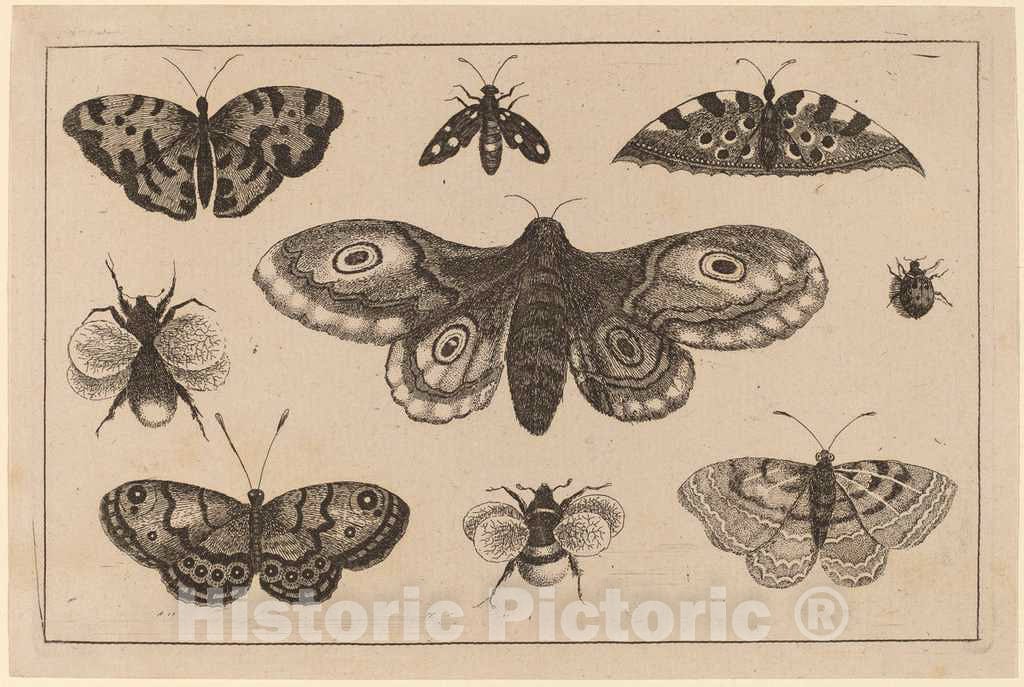 Art Print : Wenceslaus Hollar, Moth, Butterflies, and Bees - Vintage Wall Art