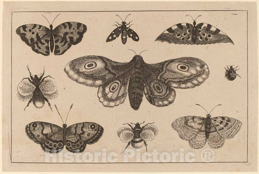 Art Print : Wenceslaus Hollar, Moth, Butterflies, and Bees - Vintage Wall Art