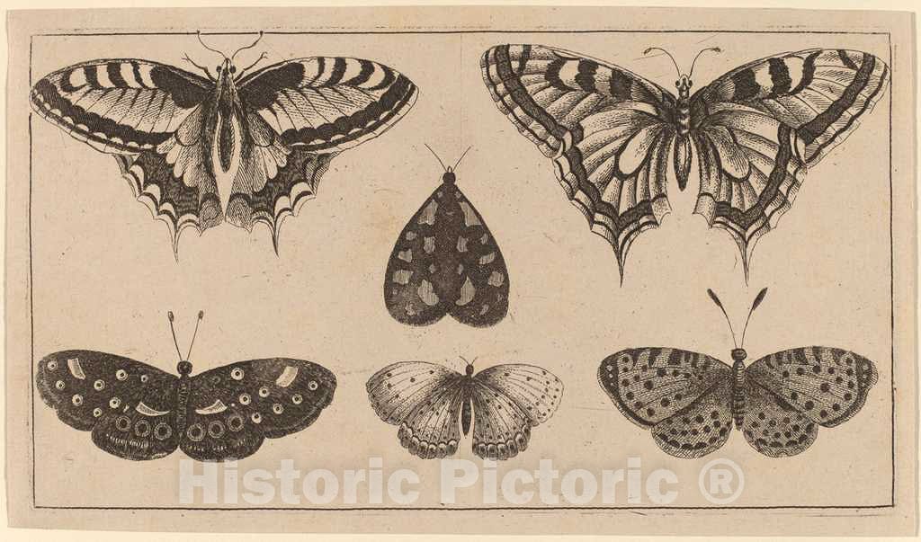Art Print : Wenceslaus Hollar, Five Butterflies and a Moth - Vintage Wall Art