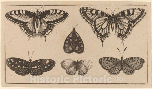 Art Print : Wenceslaus Hollar, Five Butterflies and a Moth - Vintage Wall Art