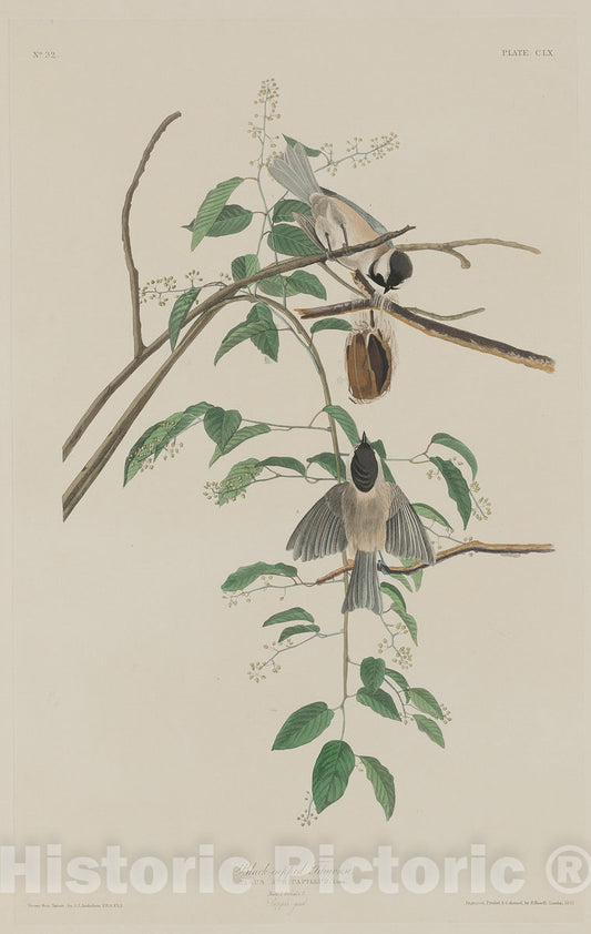 Art Print : Havell After Audubon, Black-Capped Titmouse, 1833 - Vintage Wall Art