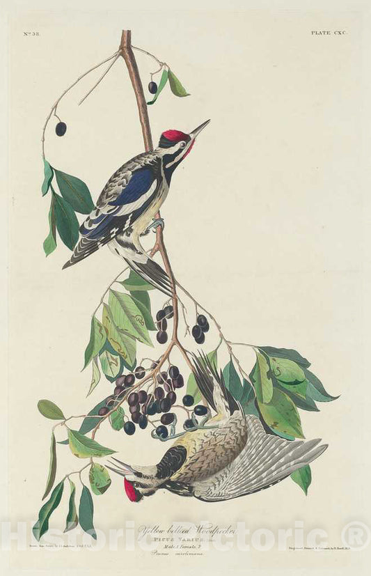 Art Print : Havell After Audubon, Yellow-Bellied Woodpecker, 1834 - Vintage Wall Art