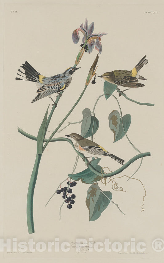 Art Print : Havell After Audubon, Yellow-Crown Warbler, 1832 - Vintage Wall Art